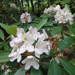 Rhododendron maximum (rosebay)